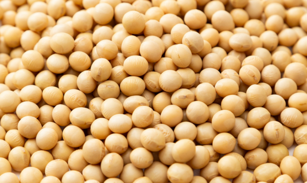 Soyabean Export
