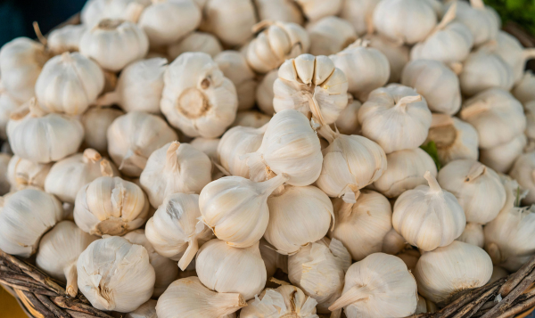 Garlic Export