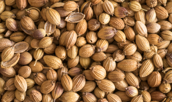 Coriander Seeds Export