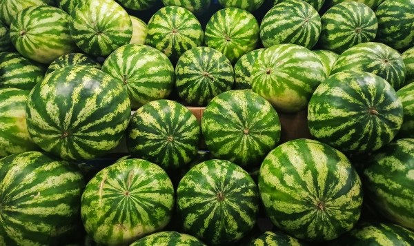 Watermelon Export