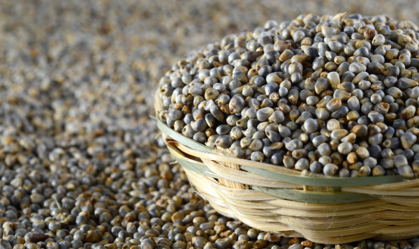 Bajra Millet Export